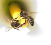 [Busy Bees]