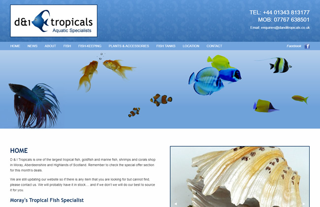 D & I Tropicals ~ Moray's Tropical Fish Specialist